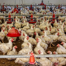 Granja de cría intensiva de pollos de la provincia de Huelva. Eduardo Aguilera, Author provided