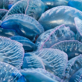 Shutterstock/NFKenyon