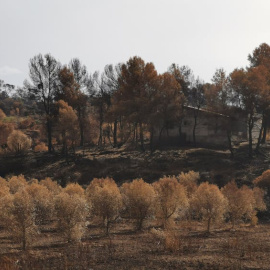Los grandes incendios forestales crean problemas de seguridad en el territorio. Víctor Resco de Dios