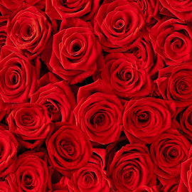 Rosas rojas.