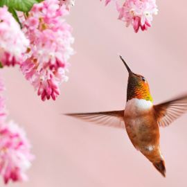 Jennifer Bosvert/Shutterstock