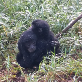 Centro de rescate de macacos en Indonesia de Wildlife Watch Dogs / Jakarta Animal Aid Network