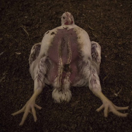 Imagen de un pollo enfermo y agonizante en la granja avícola donde se realizó la investigación de Igualdad Animal y Público. JAIRO VARGAS