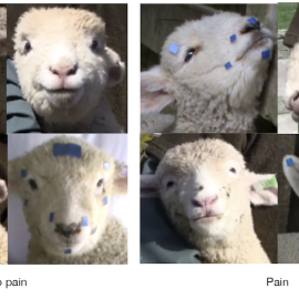 Se ha demostrado que los corderos son unos de los animales que hacen muecas cuando sienten dolor. (Mirjam Guesgen)
