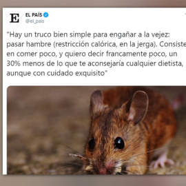 el-pais