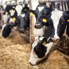 Shutterstock/Studio Peace