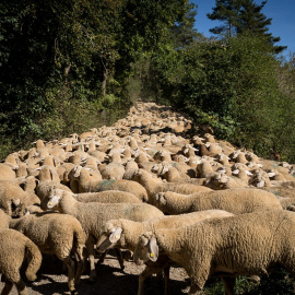 El pastoreo contribuye a la preservación de suelos. Foto: Pixabay