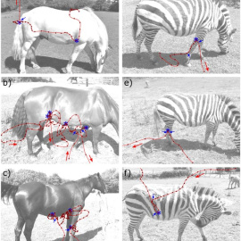  Ejemplos de trayectorias de los vuelos de tábanos alrededor de caballos domésticos (a-c) y de cebras (d-f). La línea roja indica la ruta de vuelo, los puntos rojos la posición a intervalos de una décima de segundo y las flechas rojas la dirección d