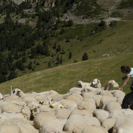  Victòria Vilalta, casa Serraire (València d'Àneu). Los animales han estado pastando en tierras comunales durante generaciones, preservando el paisaje cultural de la región. David Tarrasón i Cerdá, Author provided