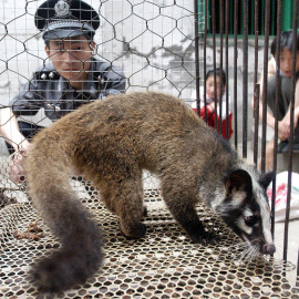 Un policía observa una civeta capturada en estado salvaje por un granjero en Wuhan, provincia de Hubei en el centro de China, en una imagen de mayo de 2003. AFP