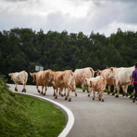  Varias vacas en el Valle del Baztán en Navarra, horas antes de que comience el otoño, a 22 de septiembre de 2021, en Navarra (España).- EUROPA PRESS