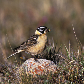  Un ejemplar de Escribano De Smith (Calcarius pictus)