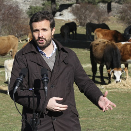  El presidente del PP, Pablo Casado, ofrece declaraciones, durante su visita a una explotación ganadera extensiva de vacuno en Navas del Marqués, Castilla y León.- Rafael Bastante / Europa Press