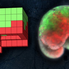 
 A la izquierda, el plano anatómico de un organismo diseñado por ordenador. A la derecha, el organismo vivo, construido a partir de piel de rana (verde) y células del músculo cardíaco (rojo). Sam Kriegman (UVM), CC BY