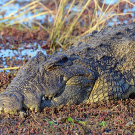 Anne Webber/Shutterstock