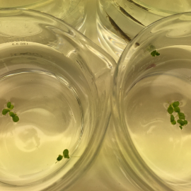 ‘Gammarus duebeni’, el animal parecido a un camarón que puede fragmentar microplásticos. Alicia Mateos Cárdenas, Author provided