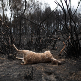 Un ciervo tirado en el suelo tras el incendio en la Sierra de la Culebra el pasado 21 de junio.- Emilio Fraile /EFE