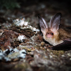 Ejemplar de orejudo dorado (Plecotus auritus), una especie de murciélago forestal. Elena Tena, Author provided