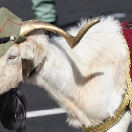 Una de las cabras que han desfilado con la Legión el 12-O por el Paseo de la Castellana de Madrid.- EFE