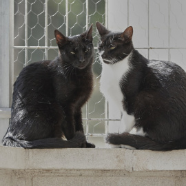 Gatos en el albergue San Francisco de Asis de la Sociedad Protectora de Animales y Plantas de Madrid (SPAP). E.P./Jesús Hellín