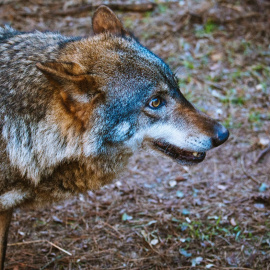 Lobo ibérico. Isabeau Ottolini, Author provided