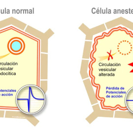  Modelo de una célula vegetal anestesiada. Los anestésicos bloquean los potenciales de acción de las plantas. El tráfico de membranas se altera y se genera rápidamente un exceso de especies reactivas de oxígeno (ROS). Estas rápidas respuestas celul