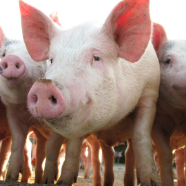 Shutterstock / Anders Moden