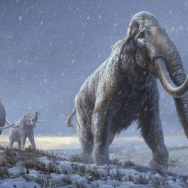  Ilustración del mamut de la estepa, antecesor del mamut lanudo. Beth Zaiken/Centre for Palaeogenetics, Author provided