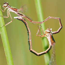  Libélulas Hemiphlebia mirabilis. Reiner Richter, CC BY-NC-SA