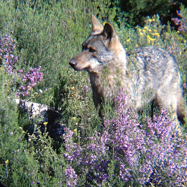  Foto de Alejandro Aparicio, Author provided