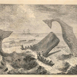 Botes atacando ballenas (Thomas Beale, 1839) de la obra Natural History of the Sperm Whale, London: John van Voorst, 1839. The University of Washington Libraries