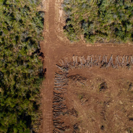Plantación de soja.
