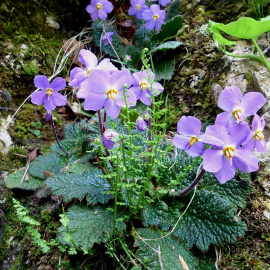 La planta oreja de oro (Ramonda myconi). WIKIPEDIA