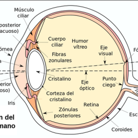 Esquema de la sección del ojo humano. Wikimedia Commons /