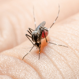 Ejemplar de mosquito Culex sobre piel humana. Shutterstock / pattara puttiwong