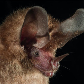 
El inconfundible rostro del murciélago orejudo Micronycteris microtis. Elizabeth Clare