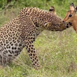 Leopardo acaricia a una cría de impala - Caters News