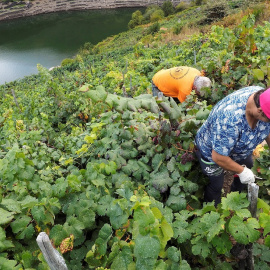Trabajos de vendimia en una zona de Chantada en la Ribeira Sacra (Galicia). EFE/Eliseo Trigo