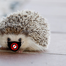 Shutterstock / Sevdi