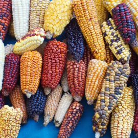 Mazorcas de maíz seco fotografiadas en festival de semillas indígenas en Cotacachi, Ecuador. Shutterstock / Angela N Perryman