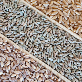 Variedades de trigo. Shutterstock / Gitanna