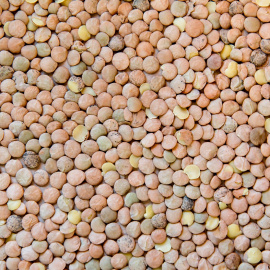 Shutterstock / ArkadijaPhoto