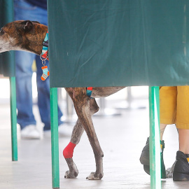 Una mujer con su mascota en la cabina electoral para votar durante la segunda vuelta de las elecciones regionales en Chile. EFE/ Esteban Garay
