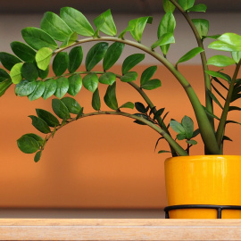 Una maceta con una zamioculca.