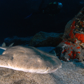  Ejemplar de Angelote .- Fundación Biodiversidad