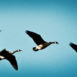 'Migrantes'. Foto: Stan Lupo / CC BY-NC-ND 2.0