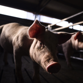 Un cerdo en una granja industrial.- AFP