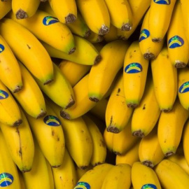 plátano de canarias