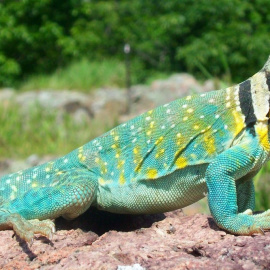El lagarto de collar (‘Crotaphytus collaris’), muy común en el sur de Estados Unidos y el norte de México. Dakota L. / Wikimedia Commons