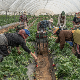 Temporeras de la fresa